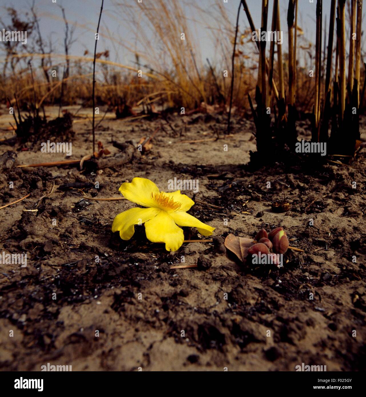 Arli national park hi-res stock photography and images - Alamy