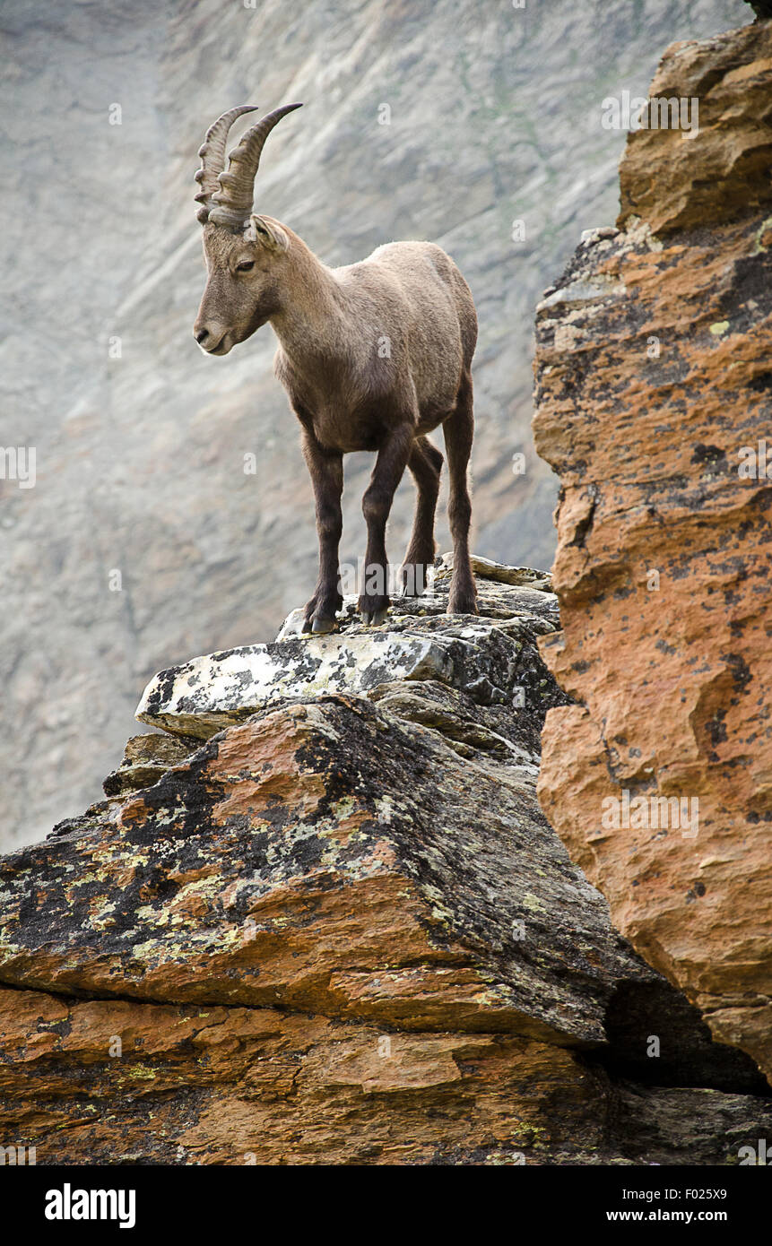 Alpine ibex (Capra ibex) standing on rock, Weissmies, Saas Valley, Valais Alps, Switzerland Stock Photo