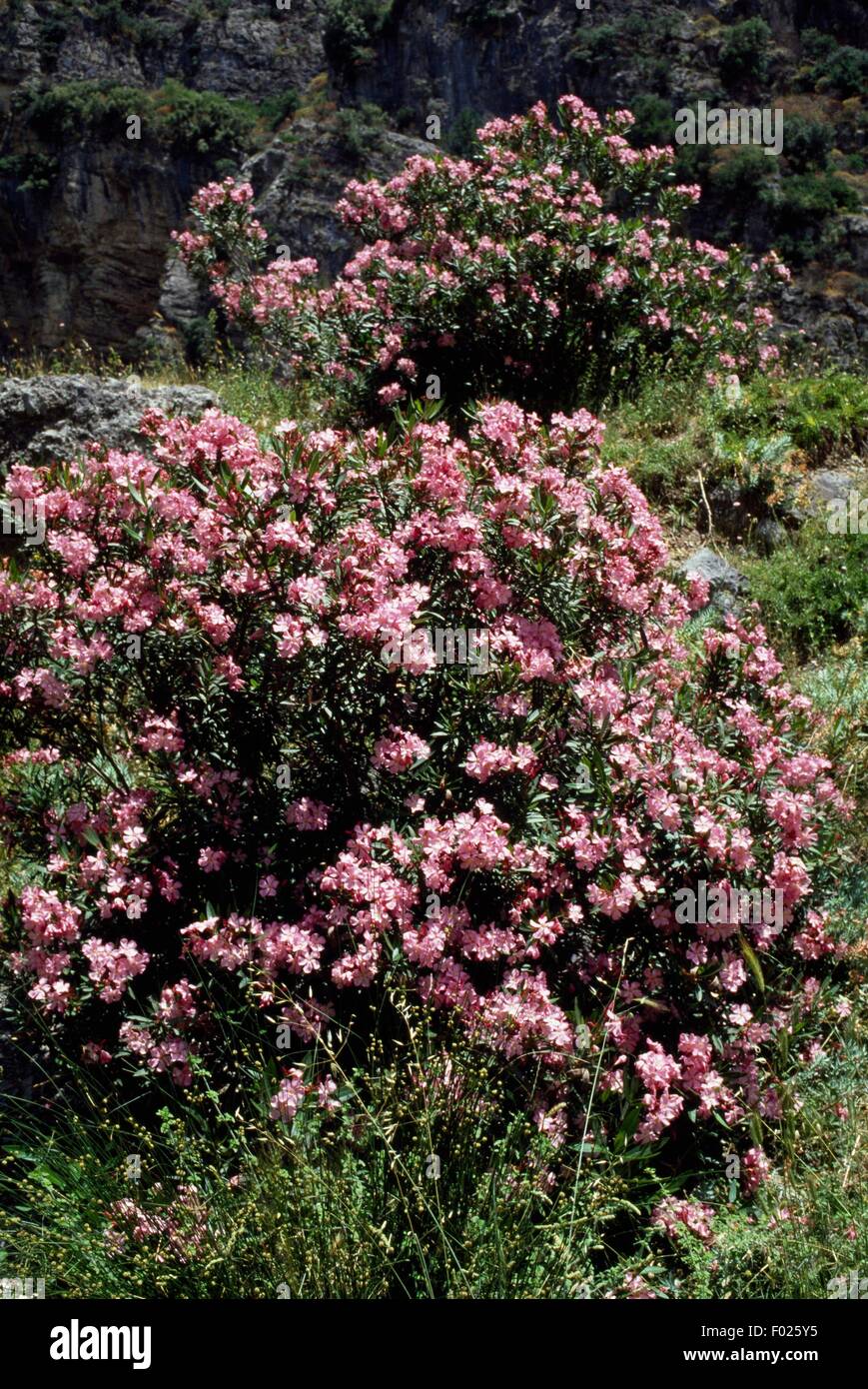 Oleander (Nerium oleander), Raganello gorge, Pollino National Park,  Calabria, Italy Stock Photo - Alamy