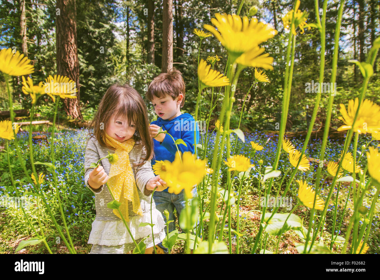 Boy and girl picking yellow flowers in countryside Stock Photo Alamy