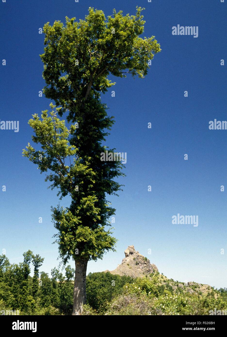 Turkey oak (Quercus cerris), Pollino National Park, Calabria, Italy. Stock Photo