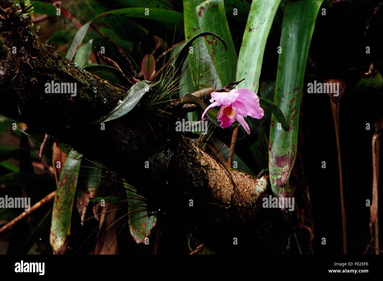 Easter orchid flower (Cattleya mossiae), El Guacharo National Park, Monagas, Venezuela. Stock Photo