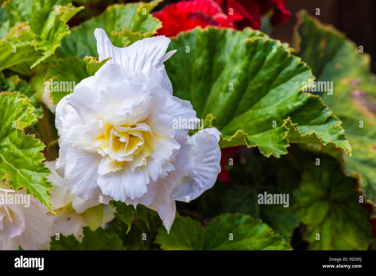 White  Begonia x tuberhybrida pot plant. Stock Photo