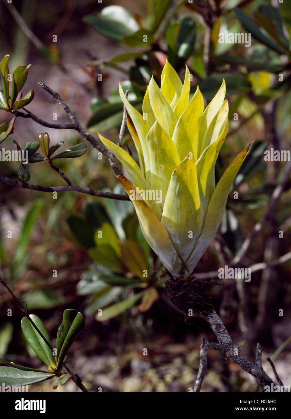 Powdery-strap air plant (Catopsis berteroniana), Canaima National Park, (UNESCO World Heritage List, 1994), La Escalera, Bolivar, Venezuela. Stock Photo
