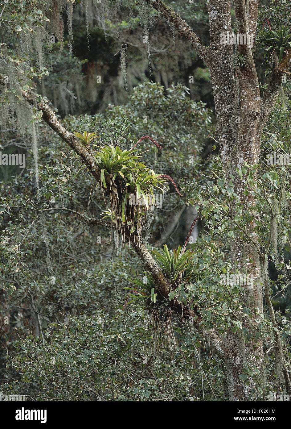 Venezuela, Monagas, Guacharo National Park, rainforest, epiphytes Stock Photo