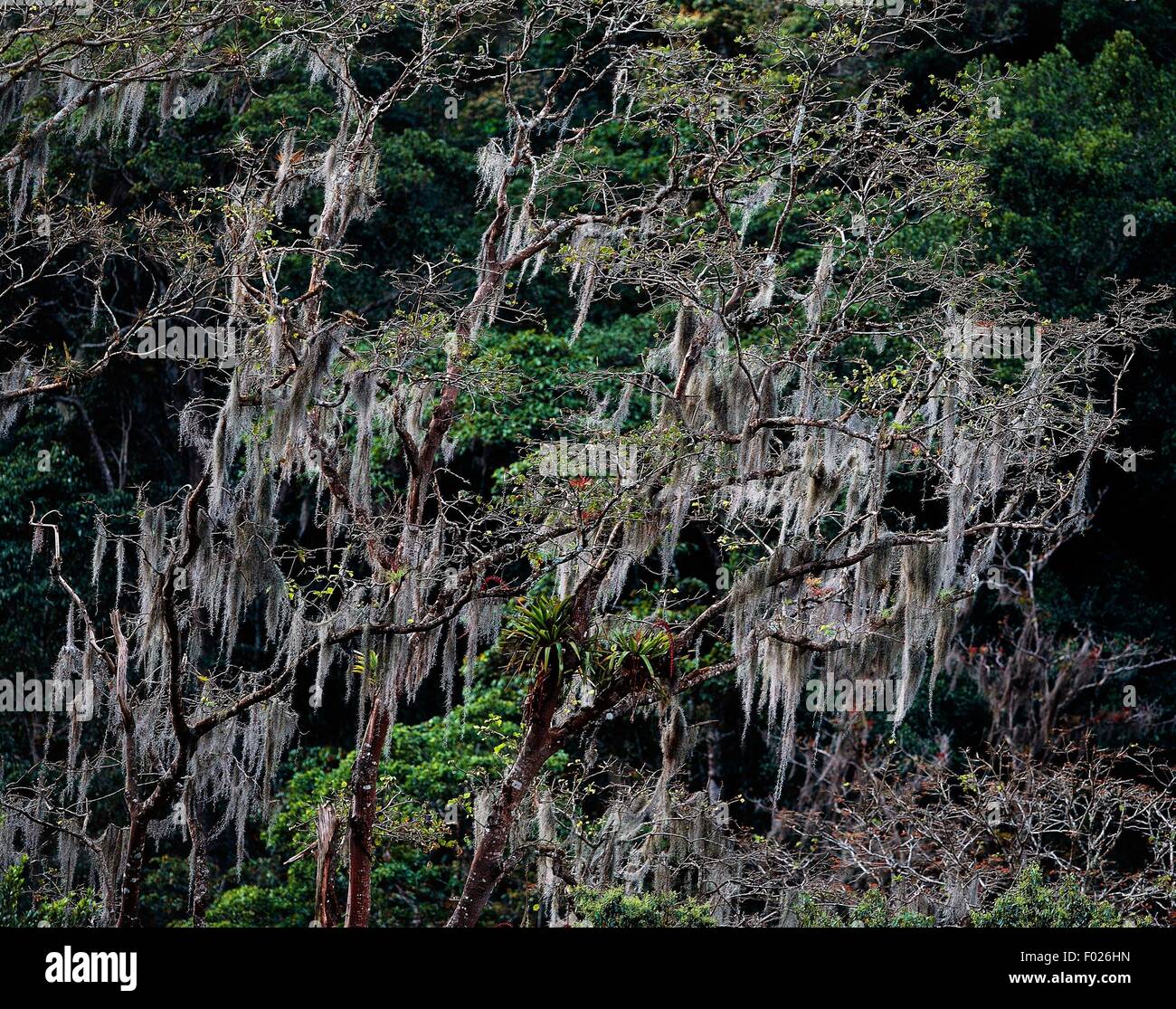 Rainforest with epiphytic Aechmea paniculigera and Spanish Moss (Tillandsia usneoides), El Guacharo National Park, Monagas, Venezuela. Stock Photo