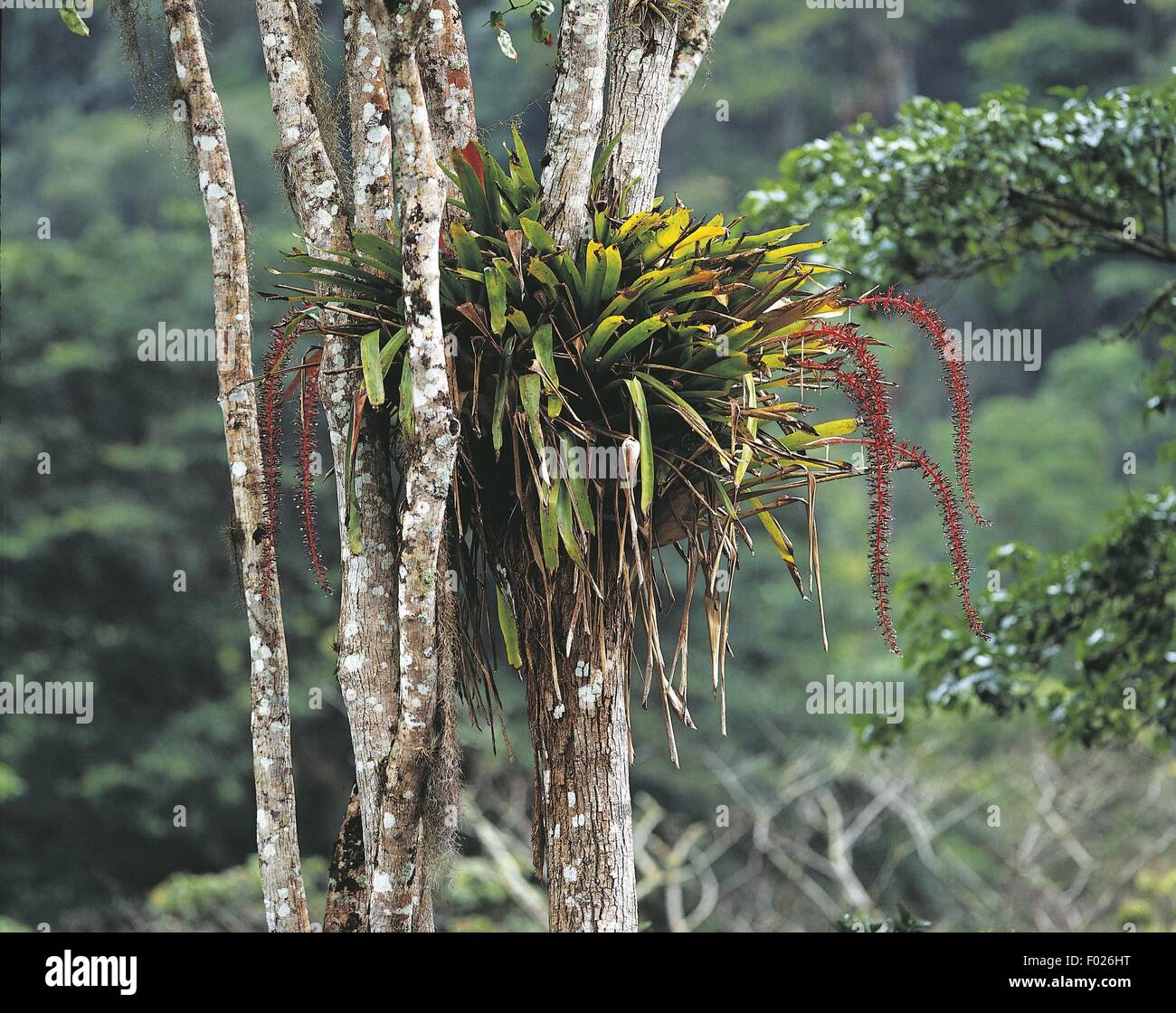 Venezuela, Monagas, Guacharo National Park, rainforest with epiphytes (aechemea paniculigera) Stock Photo