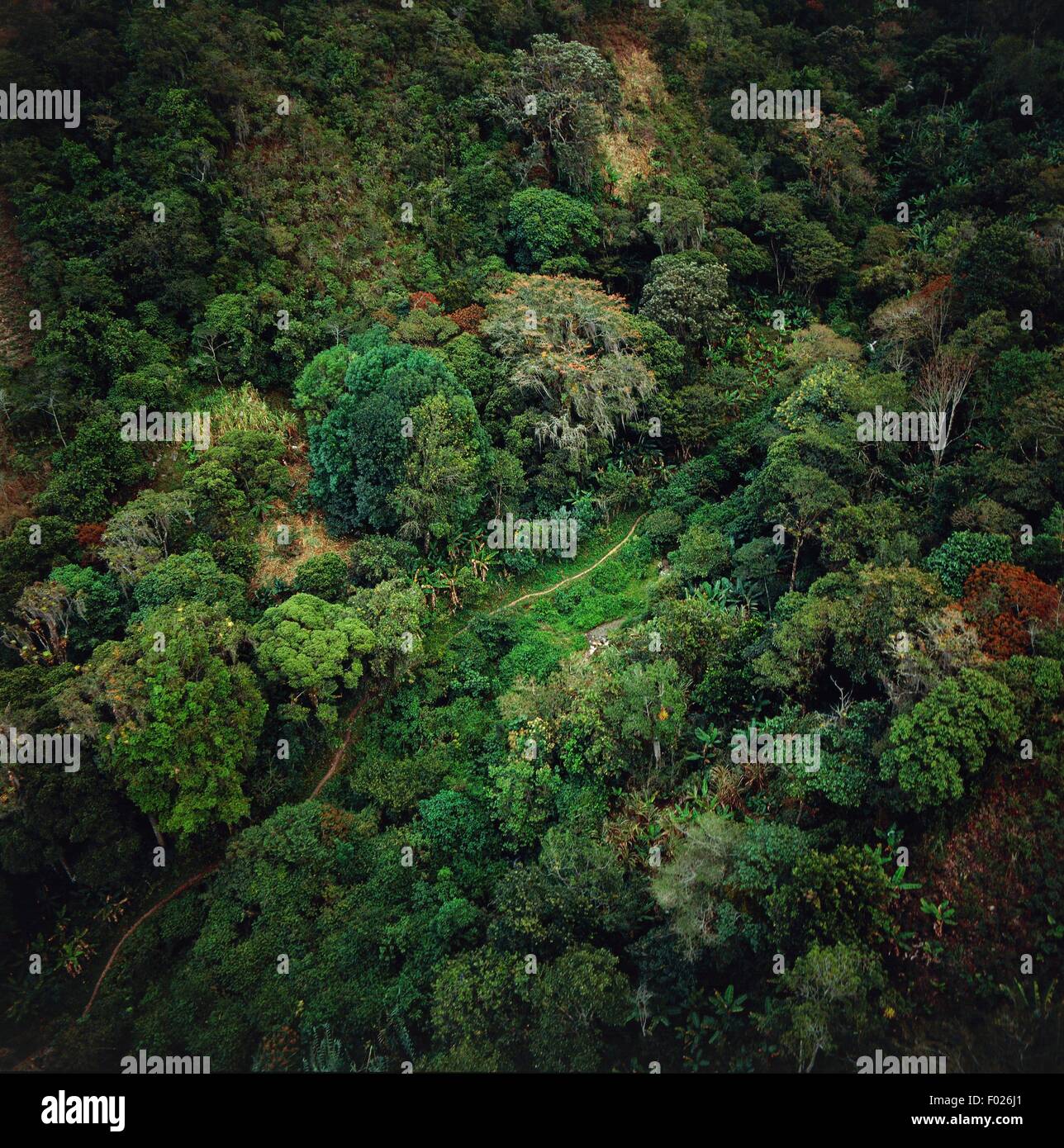 Aerial view of Amazon rainforest near Merida in Amazonas State