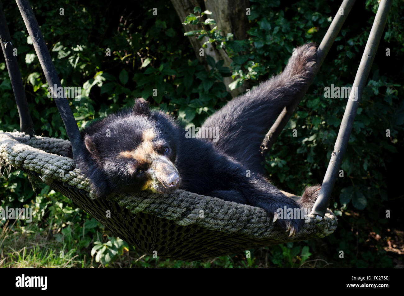 spectacled bear tremarctos ornatus vienna zoo austria Stock Photo Alamy