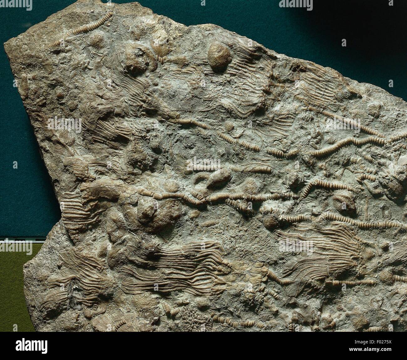 Pagurus sp fossils, Decapoda Crustacea. Stock Photo