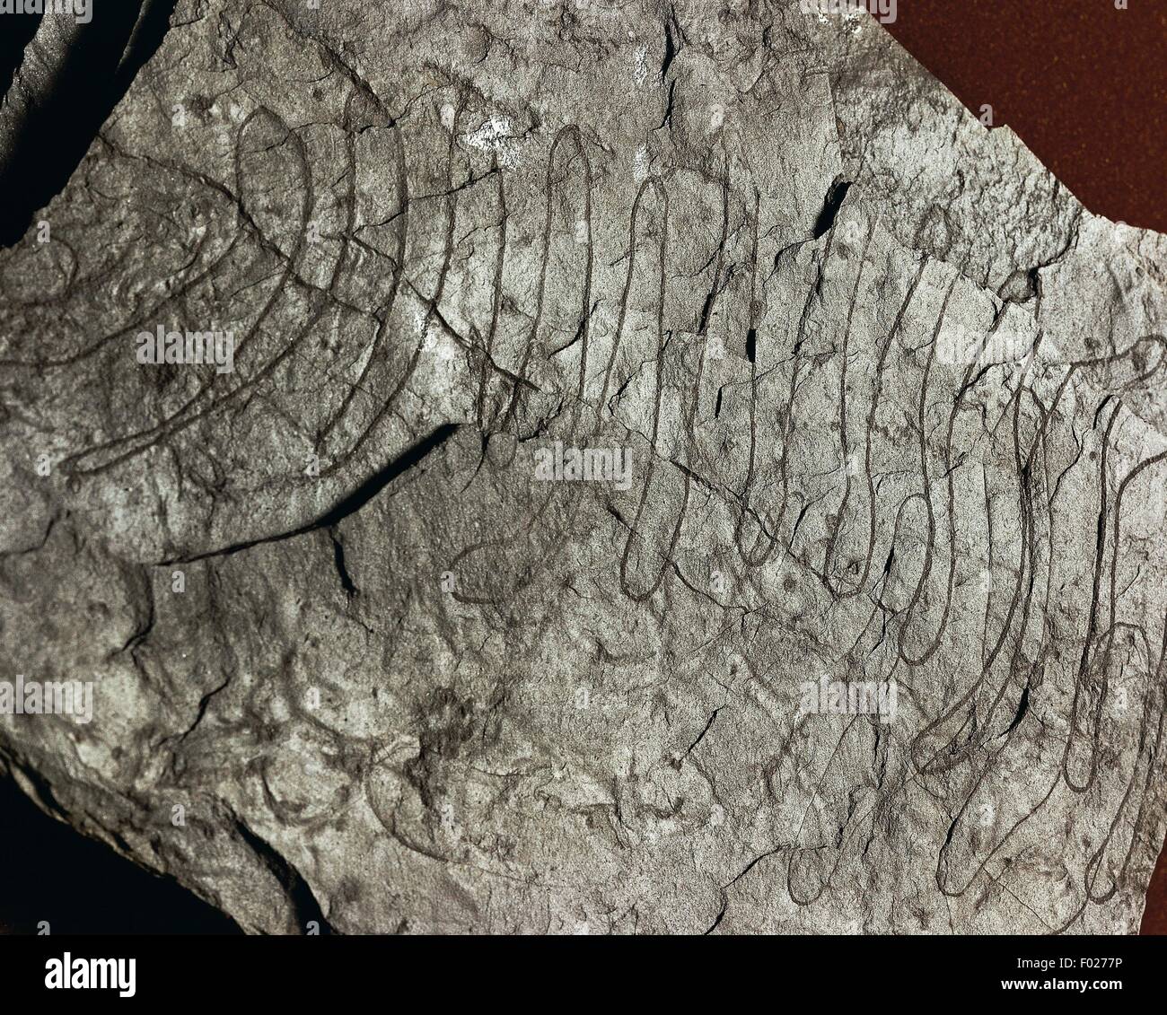Crossopodia fossils. Stock Photo