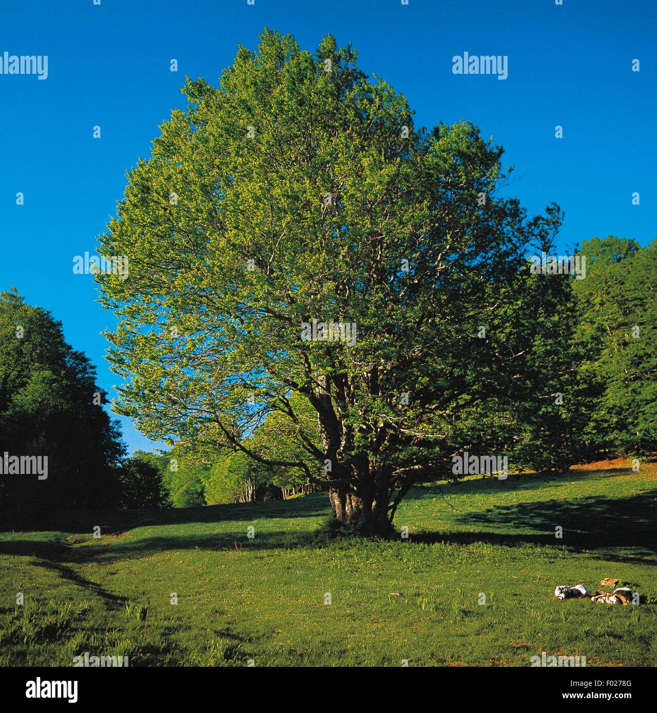 Calabria Tree Beech tree (Fagus sylvatica), Lesser Sila, Sila National Park, Calabria ...