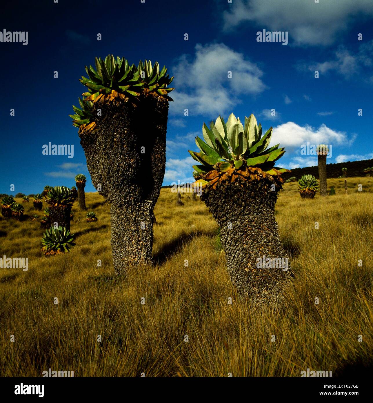 Ragwort or plants of the Senecio genus, Kilimanjaro National Park (UNESCO World Heritage List, 1987), Tanzania. Stock Photo