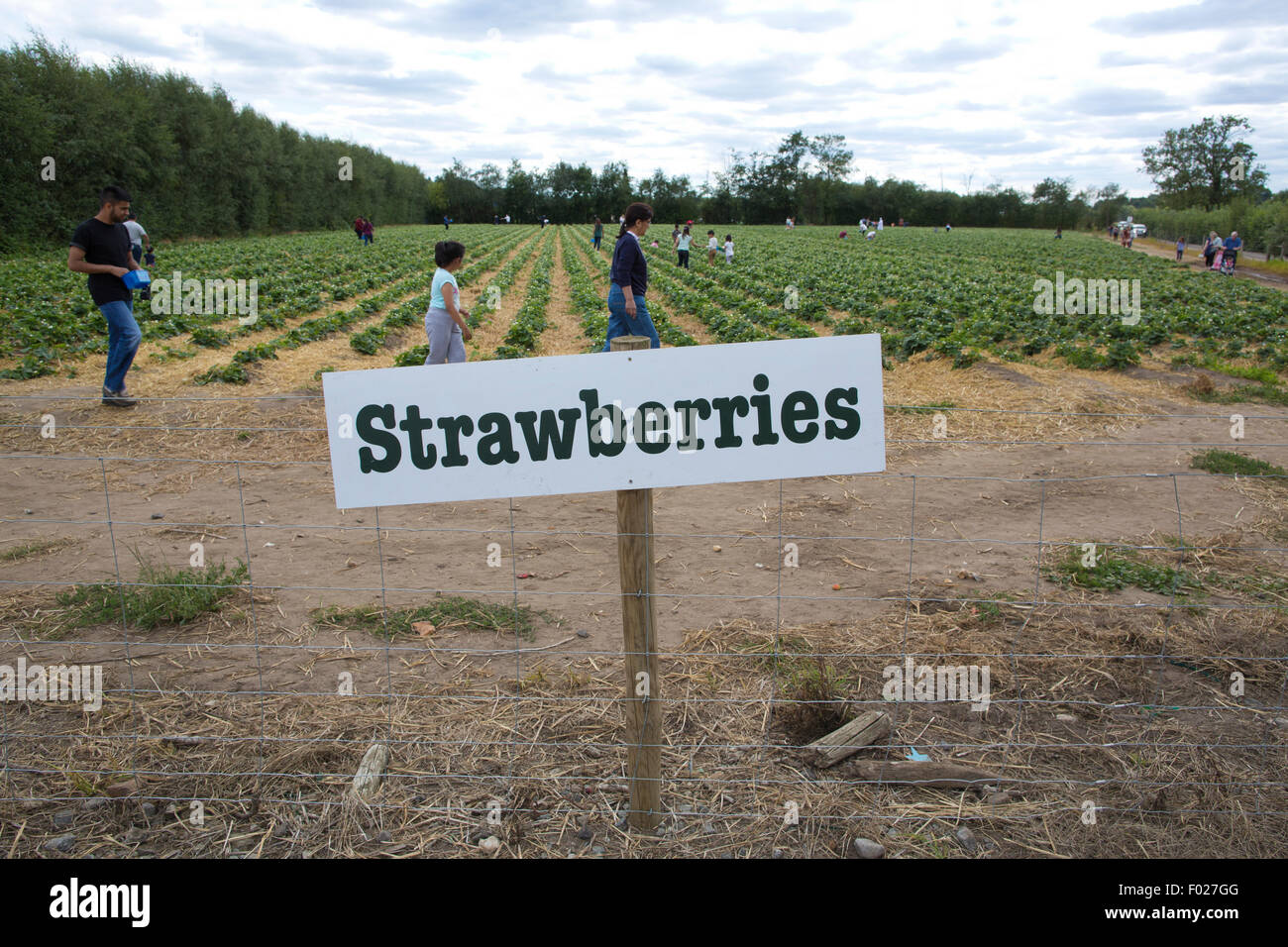 Pick Your Own fruit and vegetable farm, Garsons, Esher, Surrey, England, UK Stock Photo