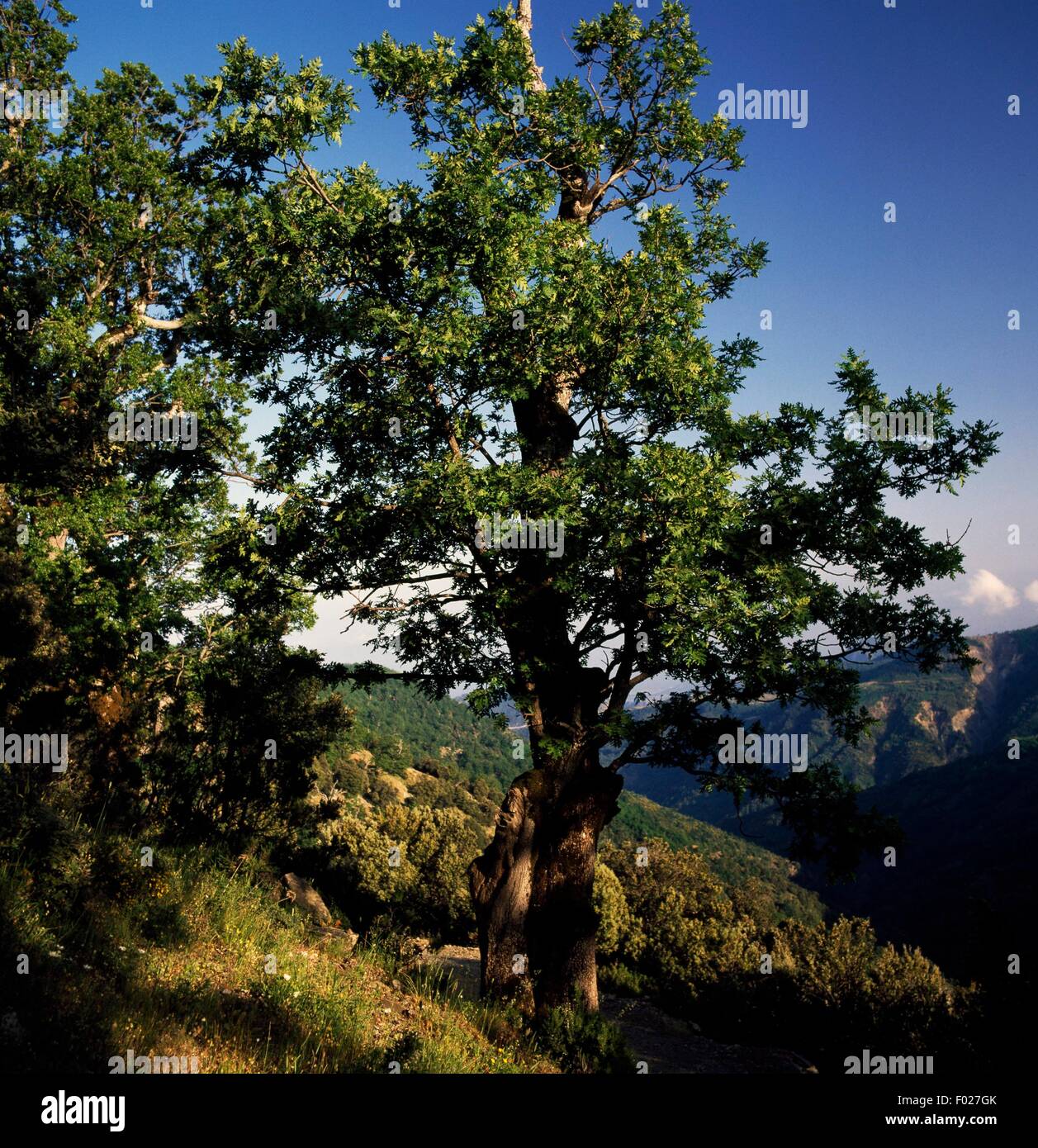 Turkey oak (Quercus cerris), Sila National Park, Calabria, Italy. Stock Photo
