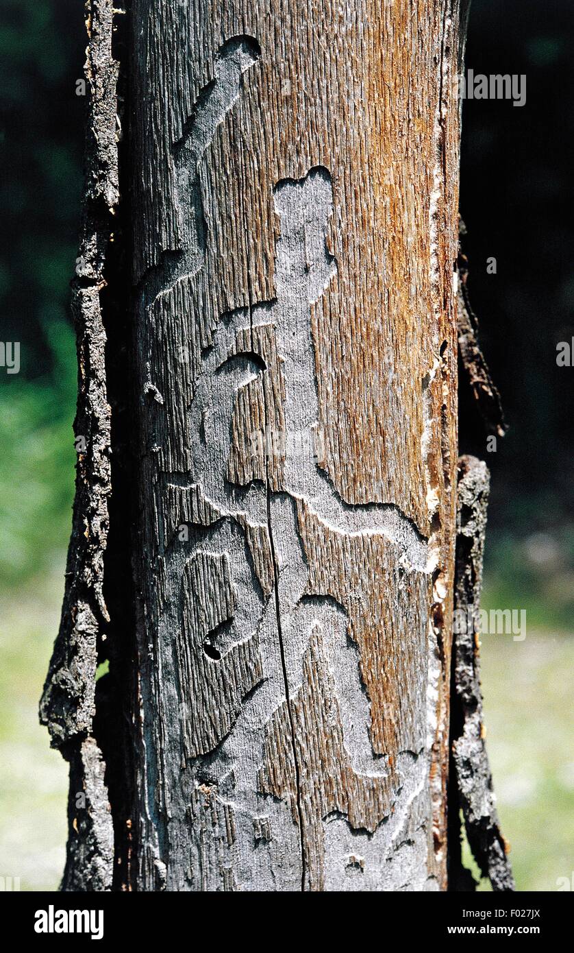 Marks left by fungus on the bark of an oak, Ticino Park, Lombardy, Italy. Stock Photo