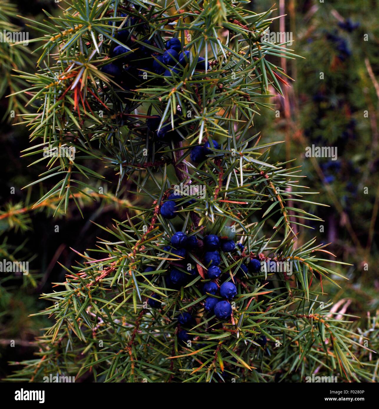 Branches and berrries of juniper (Juniperus sp), Abruzzo, Lazio and Molise National Park, Abruzzo, Italy. Stock Photo