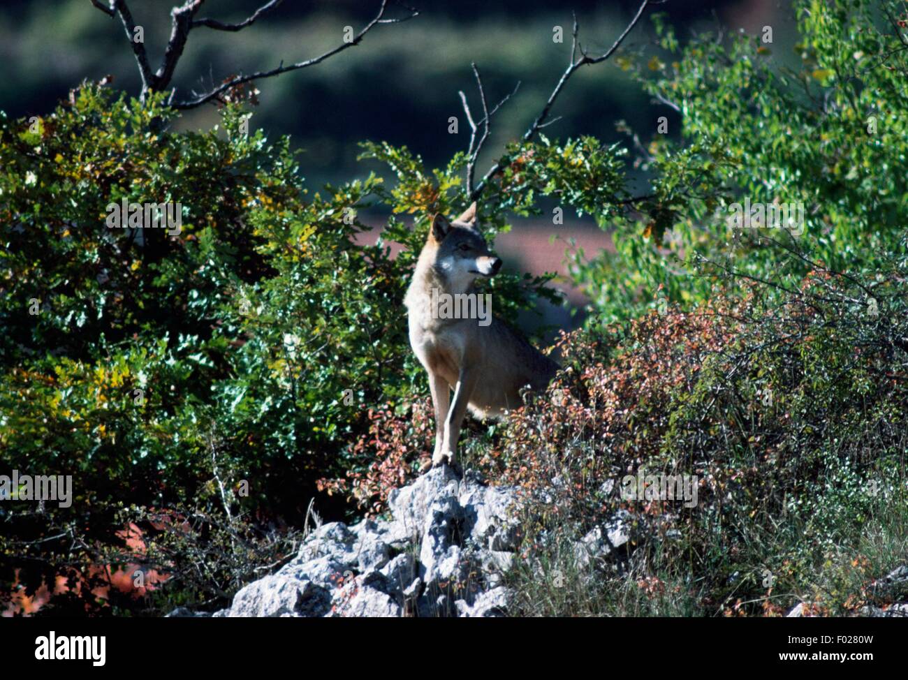 Italian Wolf (Canis lupus italicus), Abruzzo, Lazio and Molise National Park, Abruzzo, Italy. Stock Photo