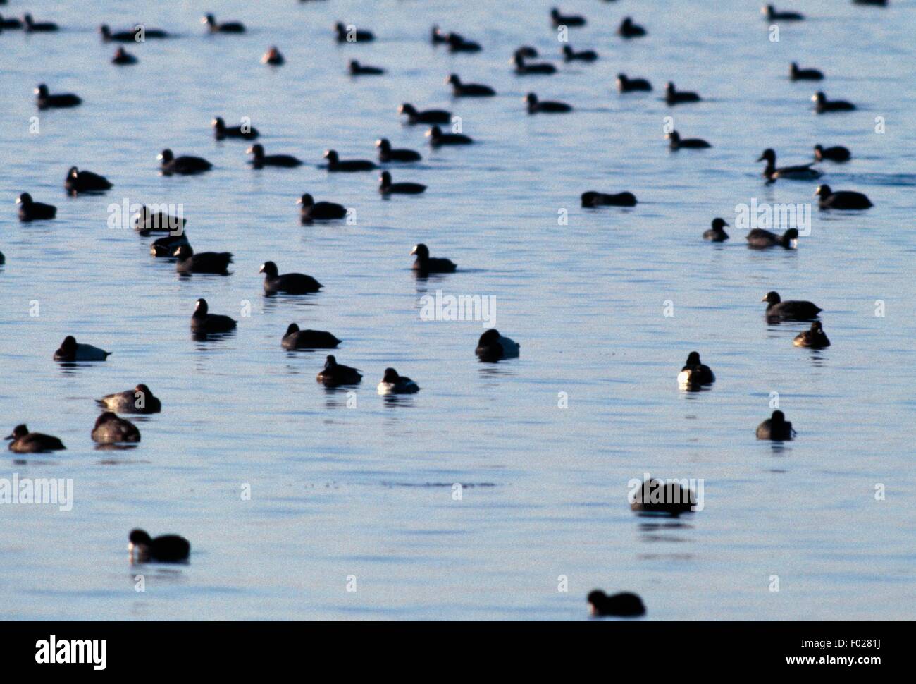 Birds on Lake Constance, Nature Reserve
