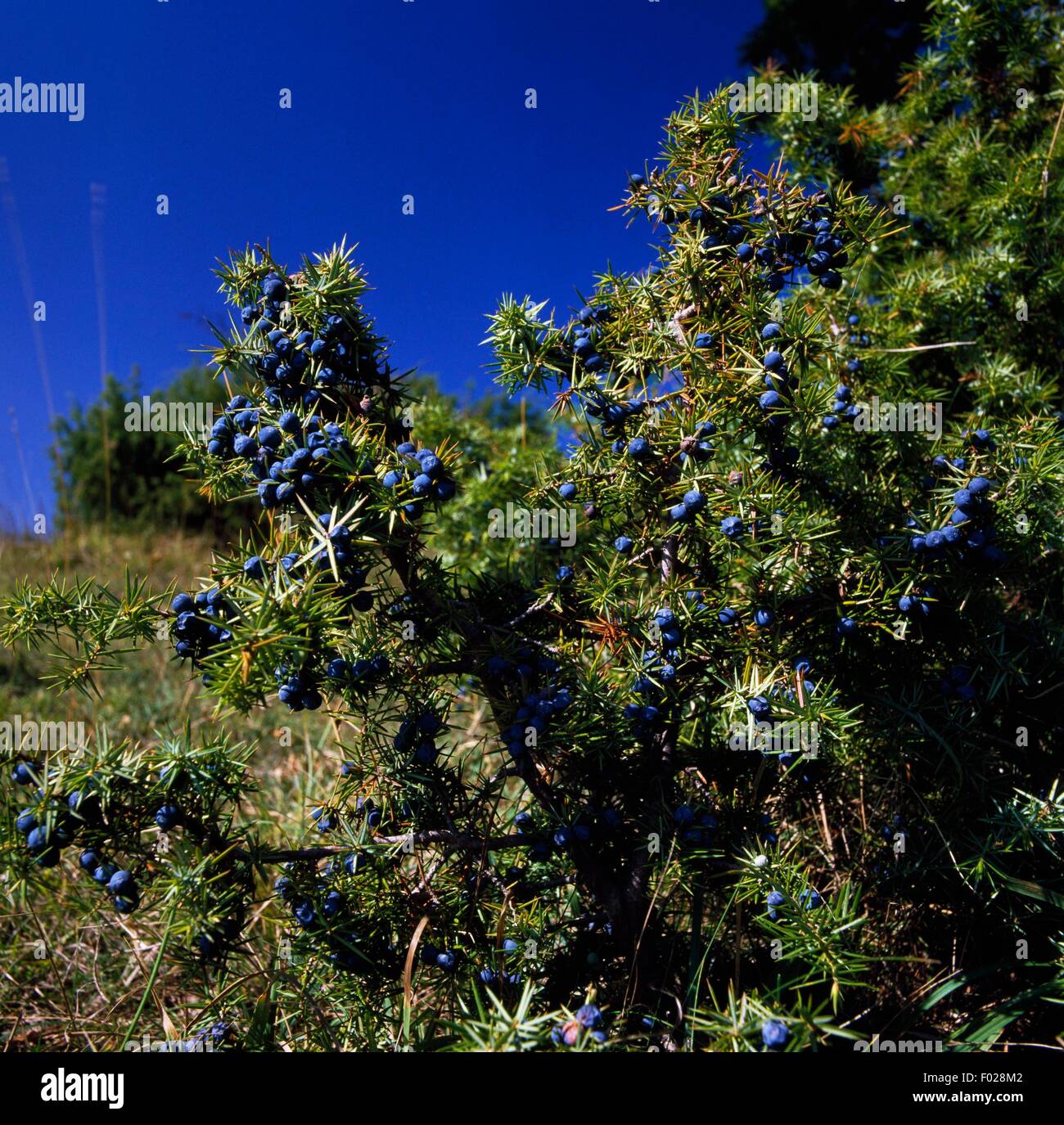 Juniper (Juniperus sp), Abruzzo, Lazio and Molise National Park, Abruzzo, Italy. Stock Photo
