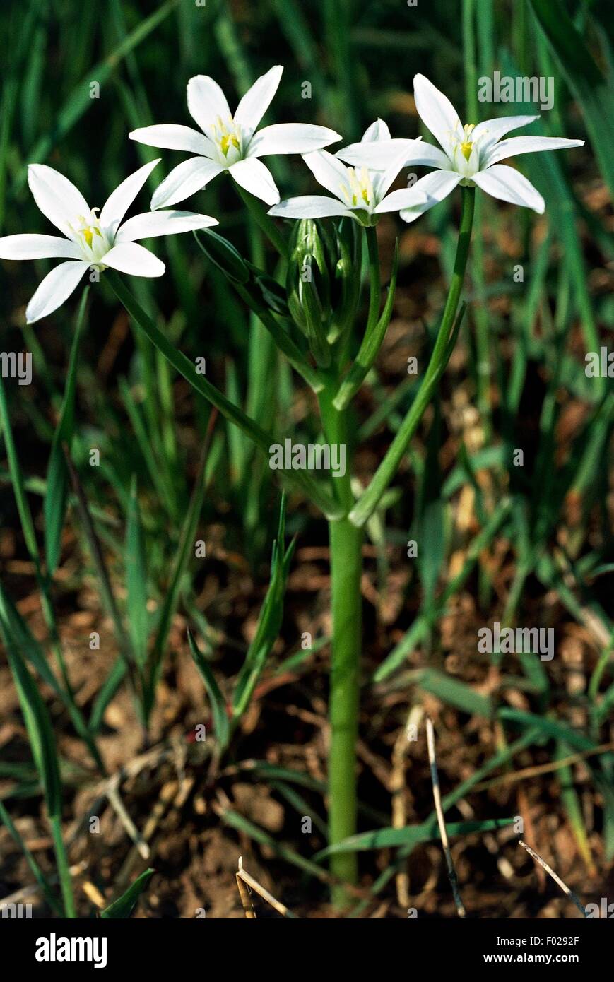 Star-of-Bethlehem, Grass Lily or Nap-at-Noon (Ornithogalum umbellatum), Natural Park of Lagoni di Mercurago, Piedmont, Italy. Stock Photo