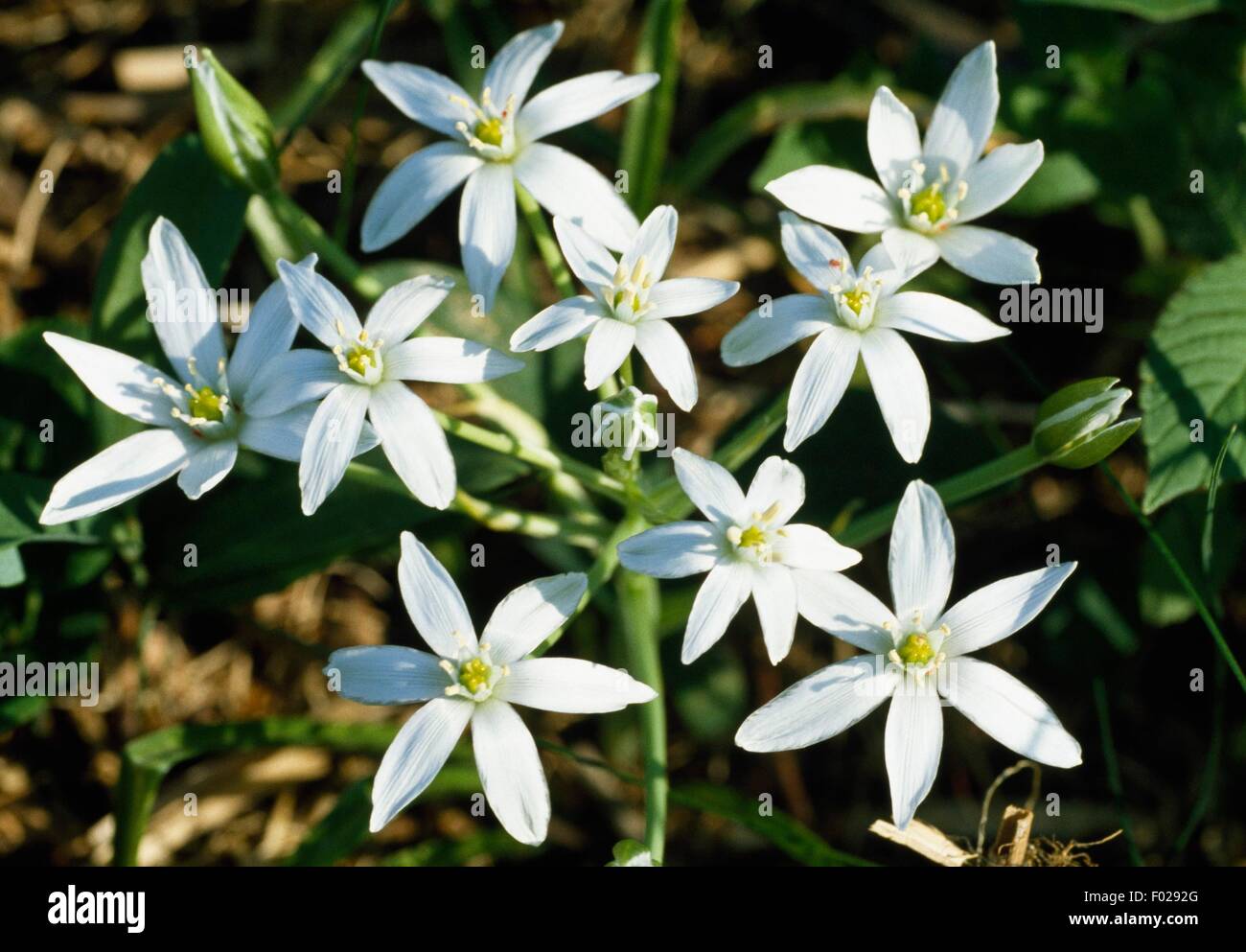Star-of-Bethlehem, Grass Lily or Nap-at-Noon (Ornithogalum umbellatum), Natural Park of Lagoni di Mercurago, Piedmont, Italy. Stock Photo