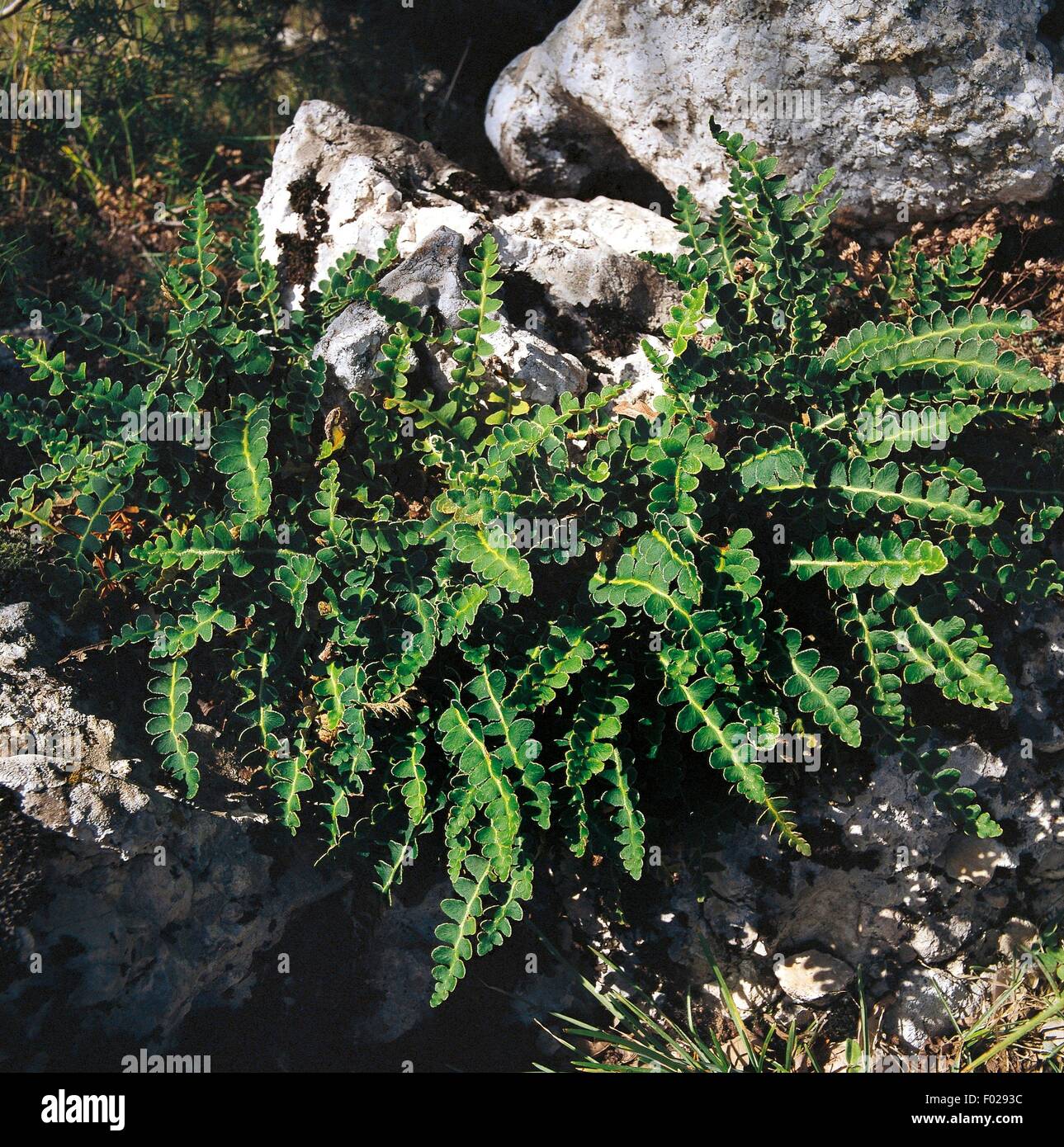 Rastyback (Ceterach officinarum), Abruzzo, Lazio and Molise National Park, Abruzzo, Italy. Stock Photo