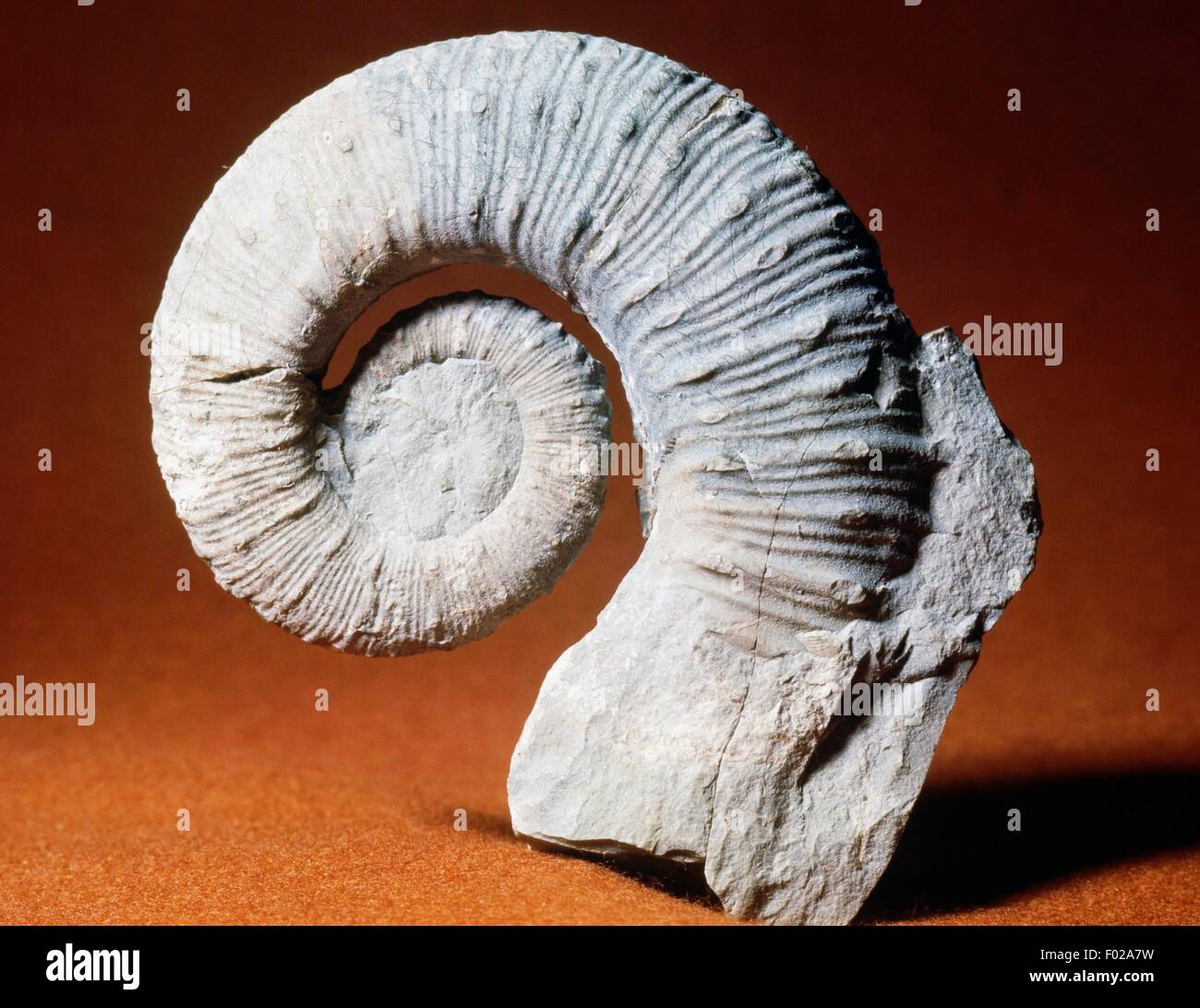 Fossil of Crioceratites emerici ammonite, Cephalopoda. Stock Photo