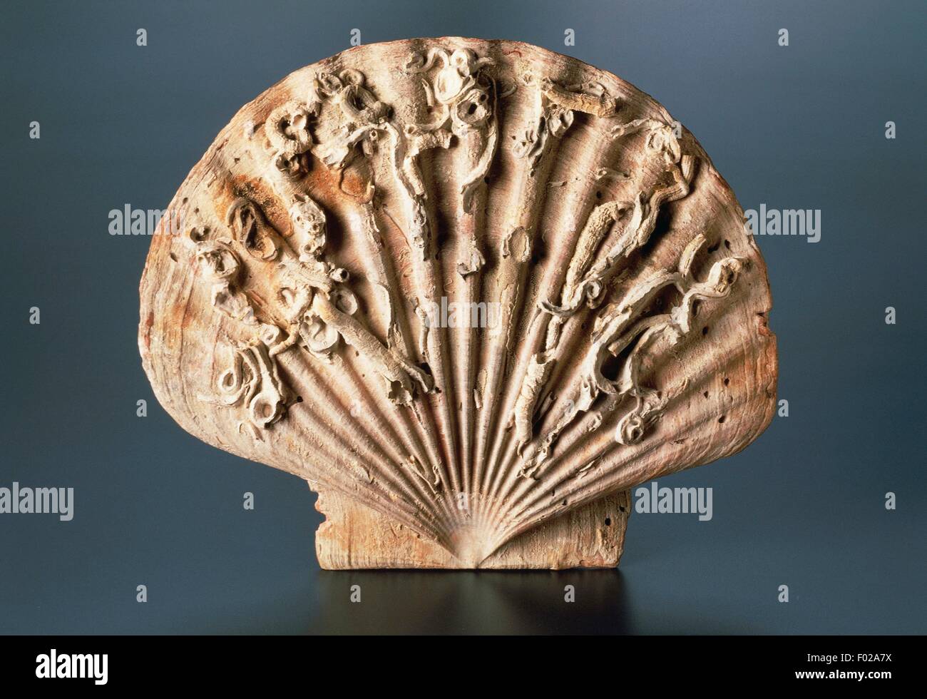 Pectinid fossil, Bivalvia, Quaternary period Stock Photo Alamy