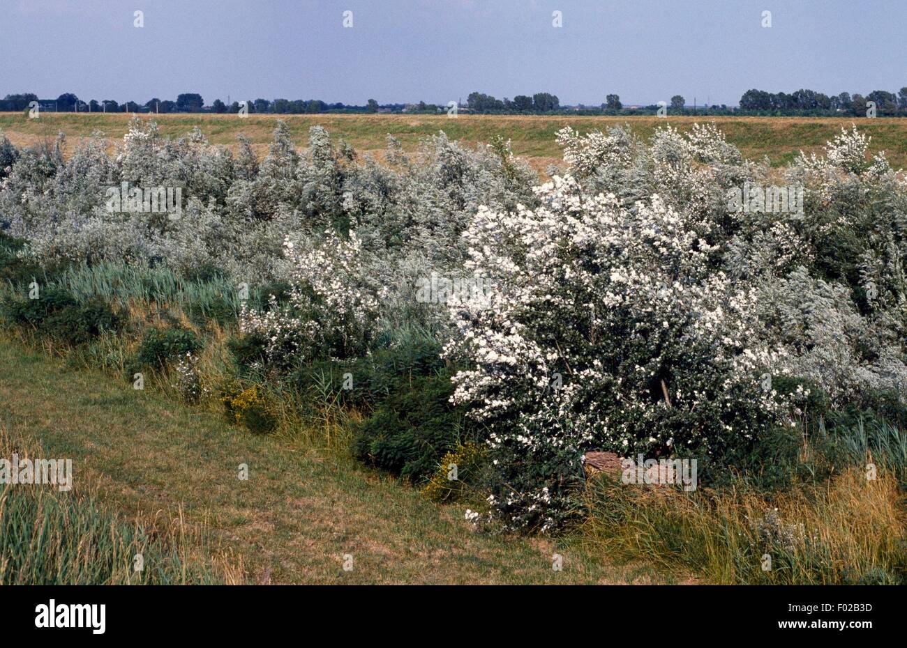 White willow (Salix alba), Po Delta Regional Park (UNESCO World Heritage List, 1999), Emilia-Romagna, Italy. Stock Photo
