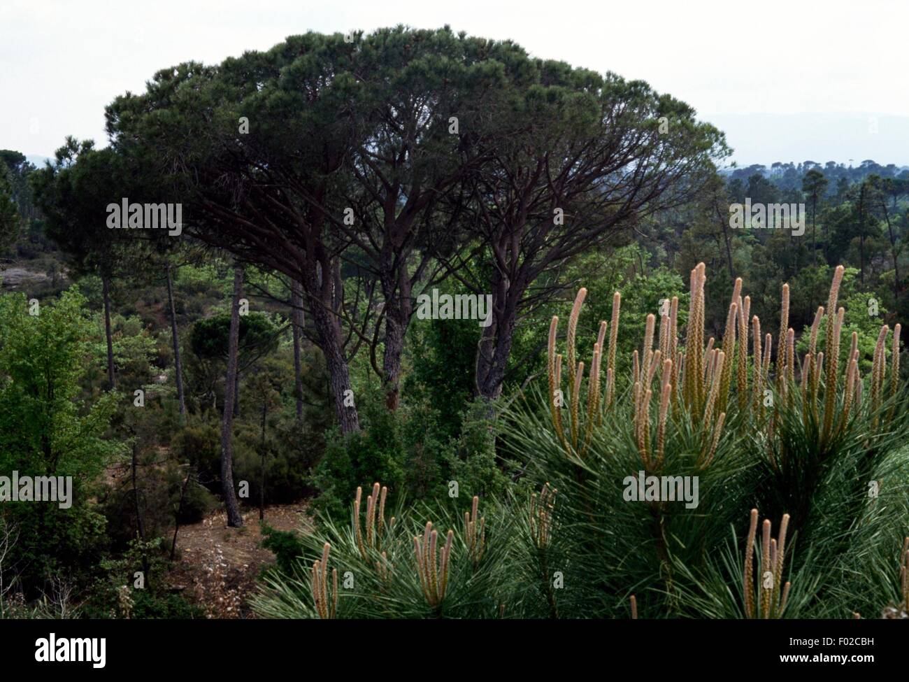 Maquis shrubland, Regional Nature Park of the Camargue (Parc naturel regional de Camargue), Provence-Alpes-Cote d'Azur, France. Stock Photo