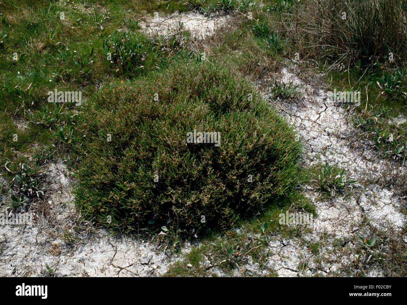 Salicornia fruticosa, Regional Nature Park of the Camargue (Parc naturel regional de Camargue), Provence-Alpes-Cote d'Azur, France. Stock Photo