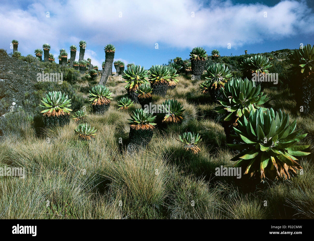 Ragwort or plants of the Senecio genus, Kilimanjaro National Park (UNESCO World Heritage List, 1987), Tanzania. Stock Photo