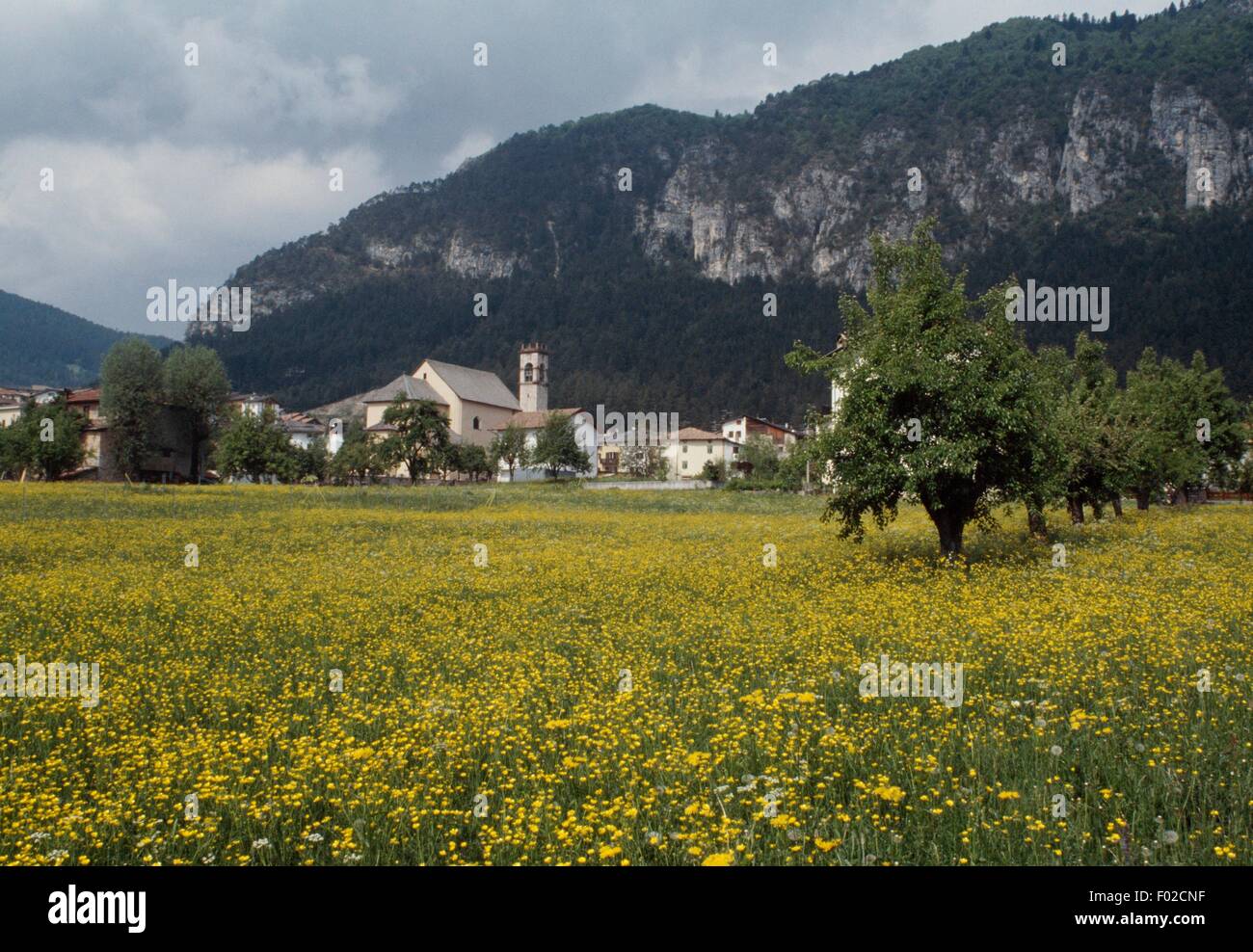 Flowery meadow in Fai della Paganella, Trentino-Alto Adige, Italy. Stock Photo