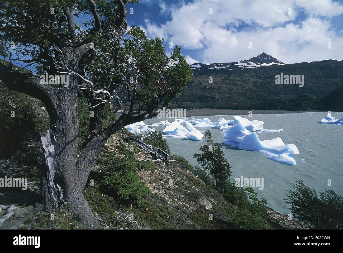 Chile, Patagonia, Magellane, Torres del Paine National Park, Grey lake and Grey glacier Stock Photo