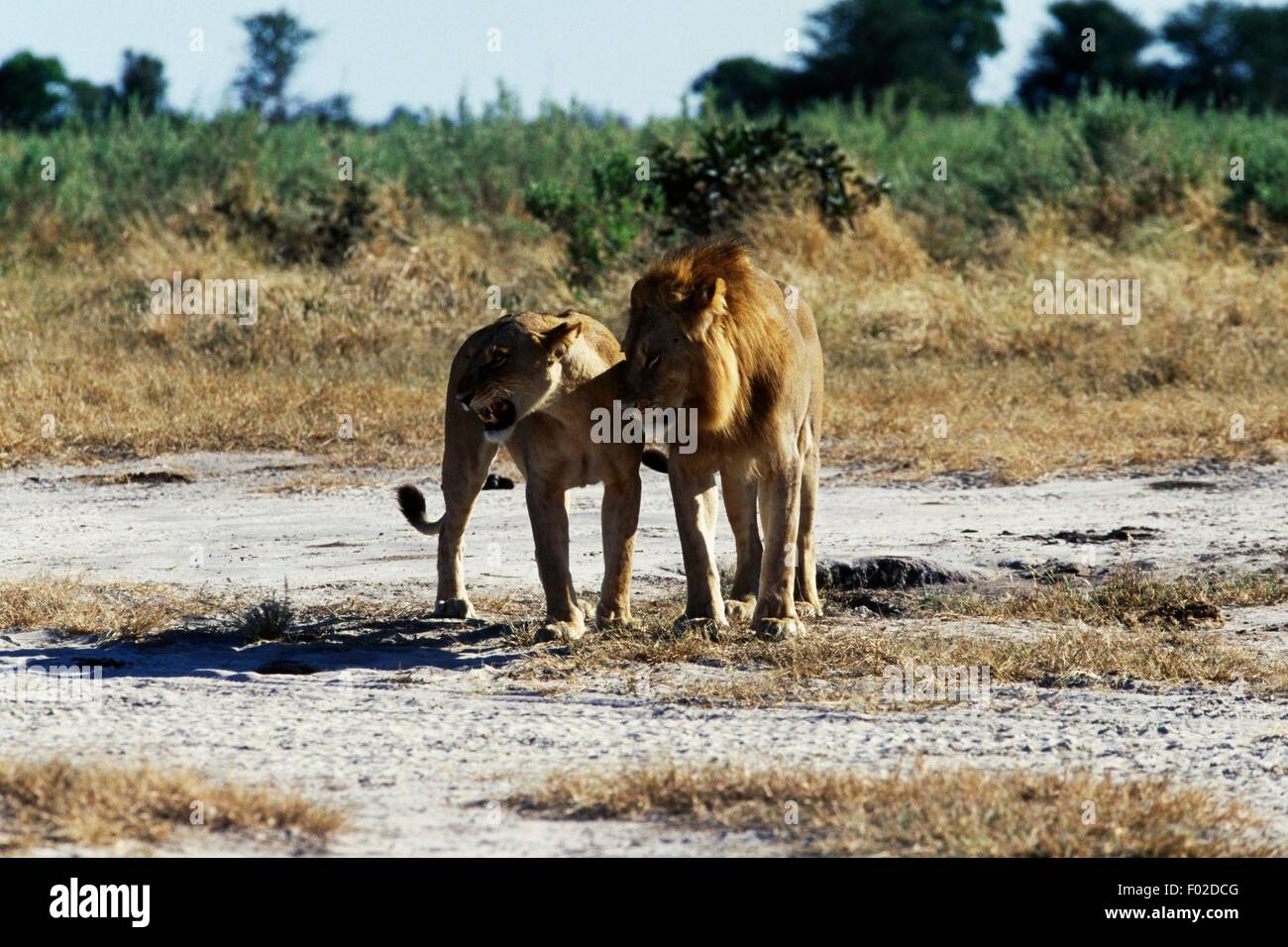 Pair of lions (Panthera Leo), Chobe National Park, Botswana Stock Photo ...