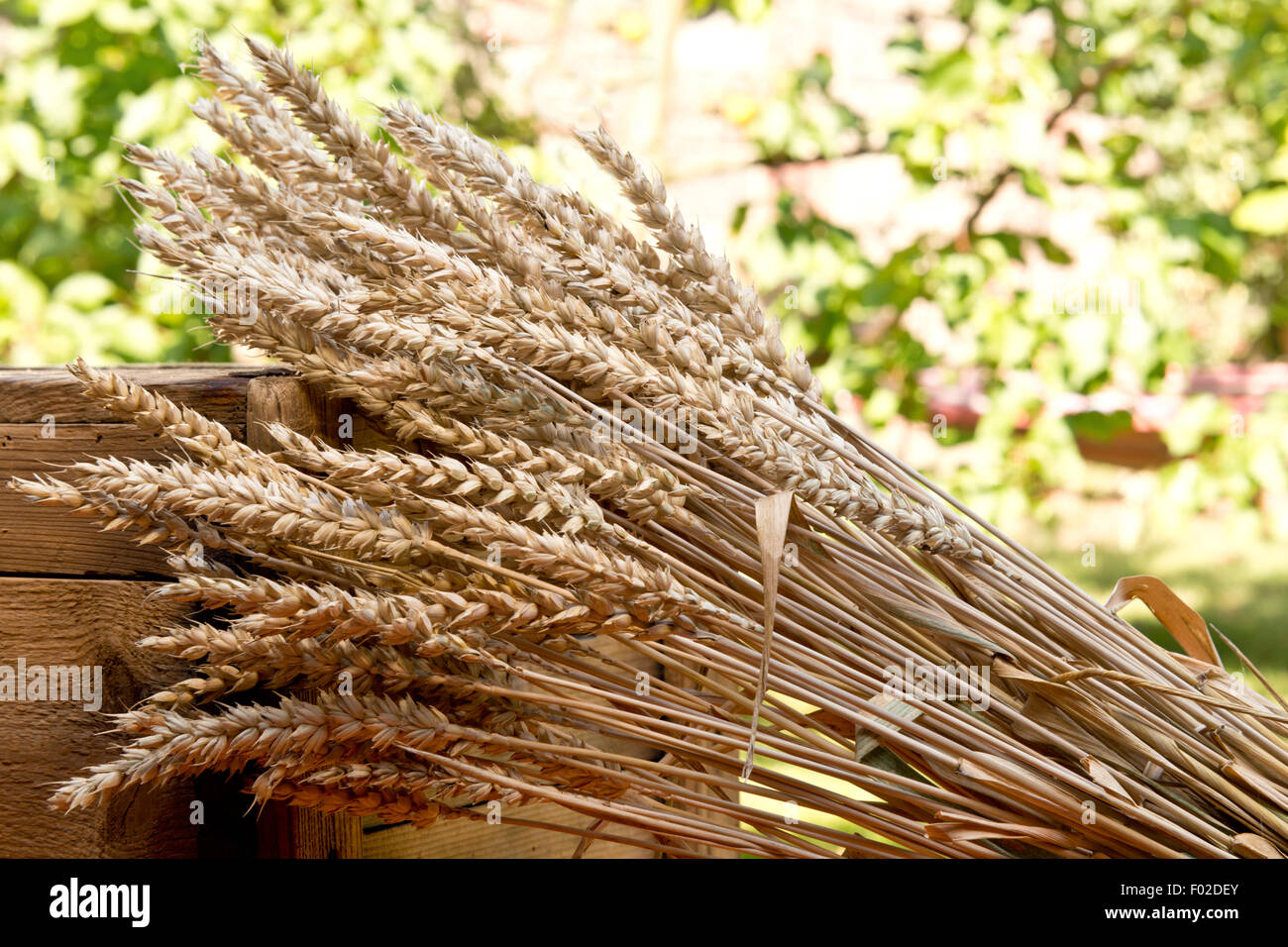 Sheaf Of Corn Wheat Grain High Resolution Stock Photography and Images