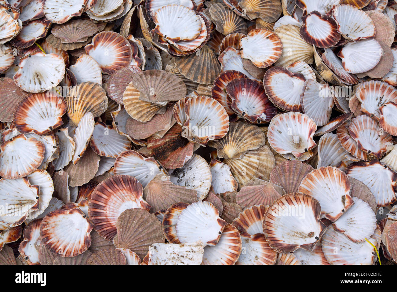 Scallop shells at processing factory North Uist Western Isles Scotland Stock Photo