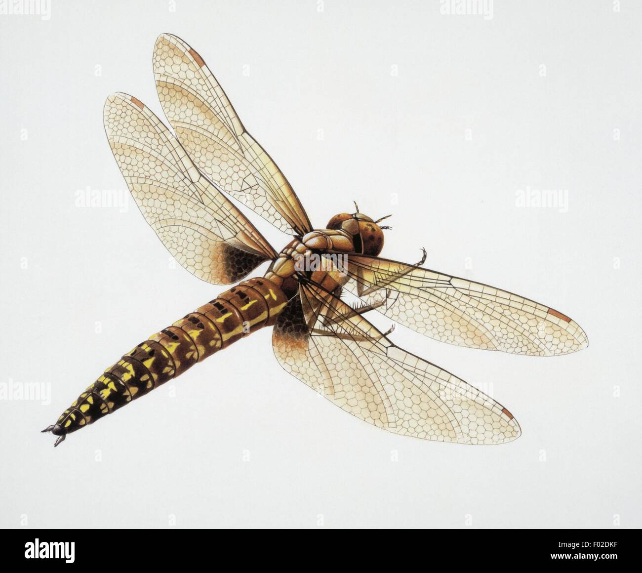 Palaeozoology - Carboniferous - Insects - Meganeura - Art work by Andrew Robinson Stock Photo