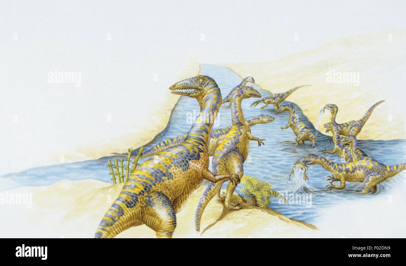 Palaeozoology - Triassic period - Dinosaurs - Coelophysis Stock Photo