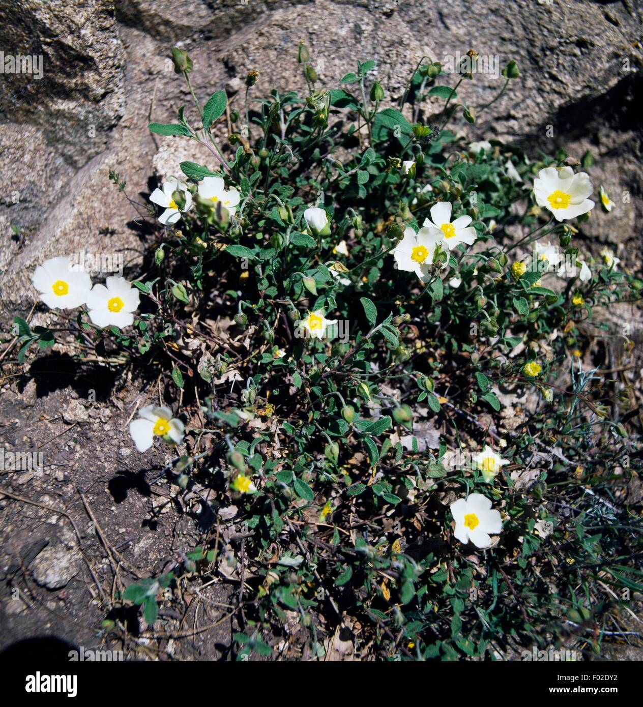 Sageleaved Rock Rose (Cistus salvifolius), Lesser Sila, Sila National Park, Calabria, Italy