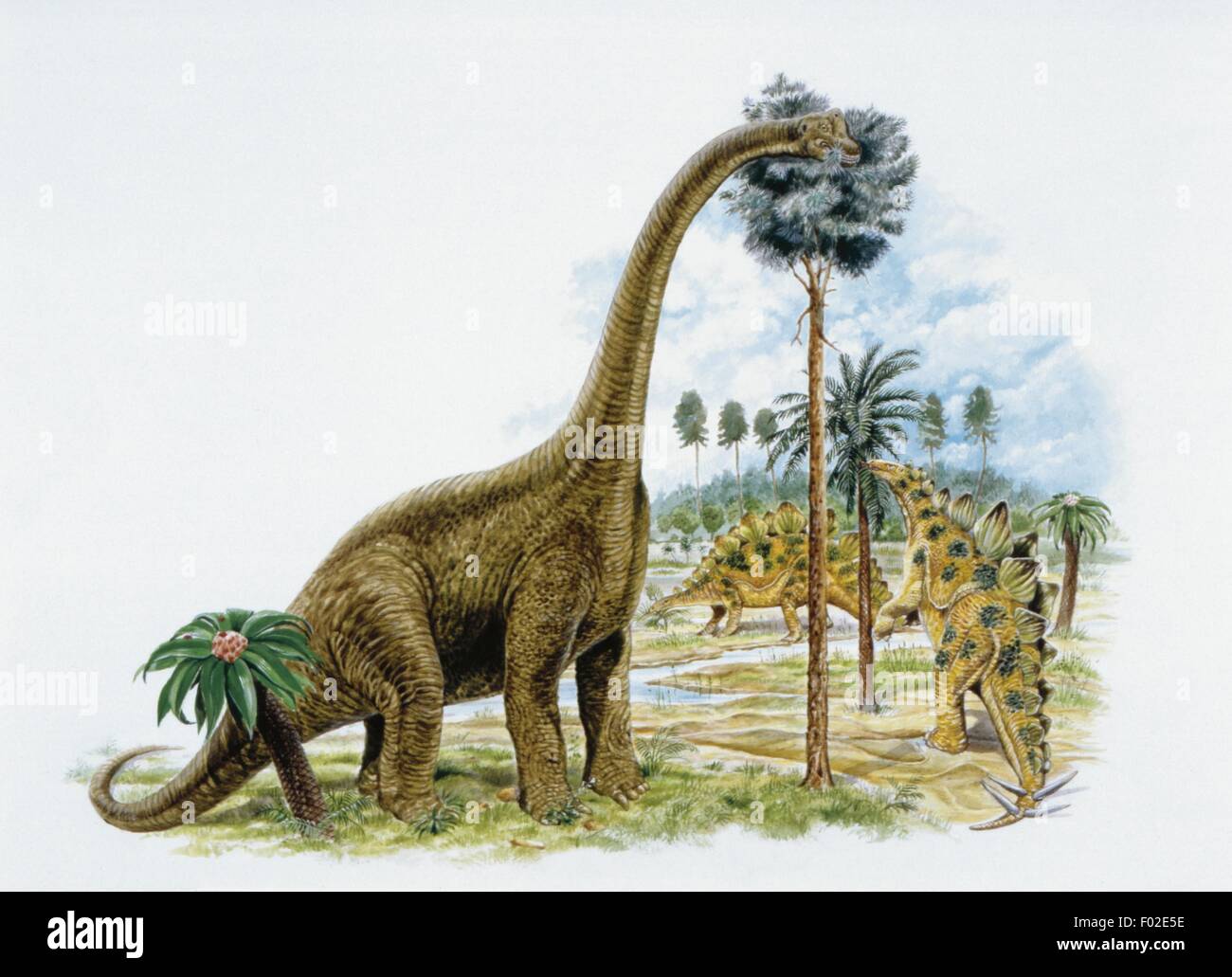 Palaeozoology - Jurassic period - Dinosaurs - Art work Stock Photo