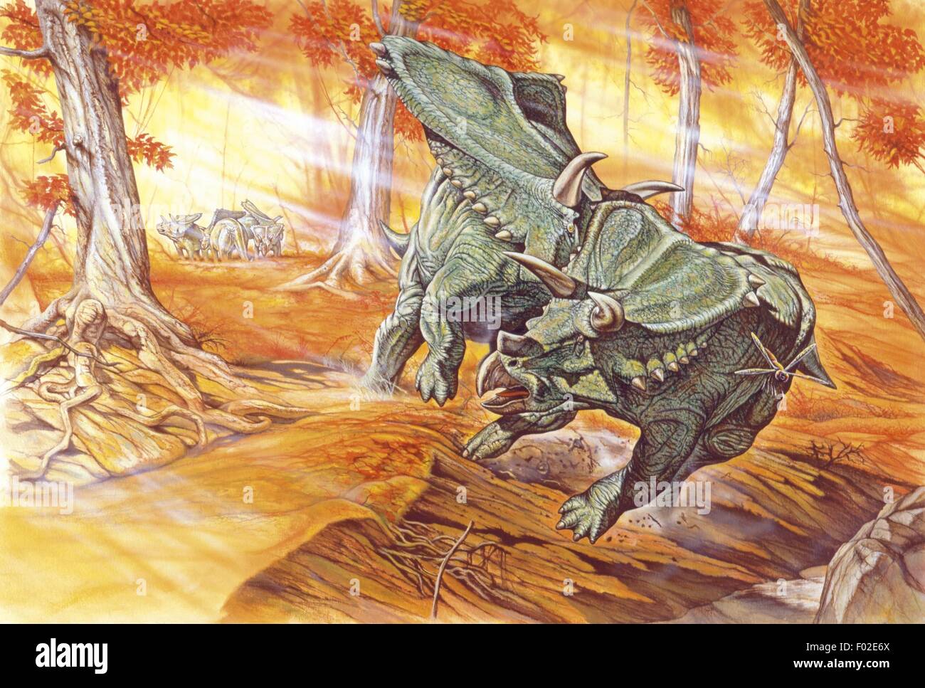 Palaeozoology - Cretaceous period - Dinosaurs - Chasmosaurus - Art work ...