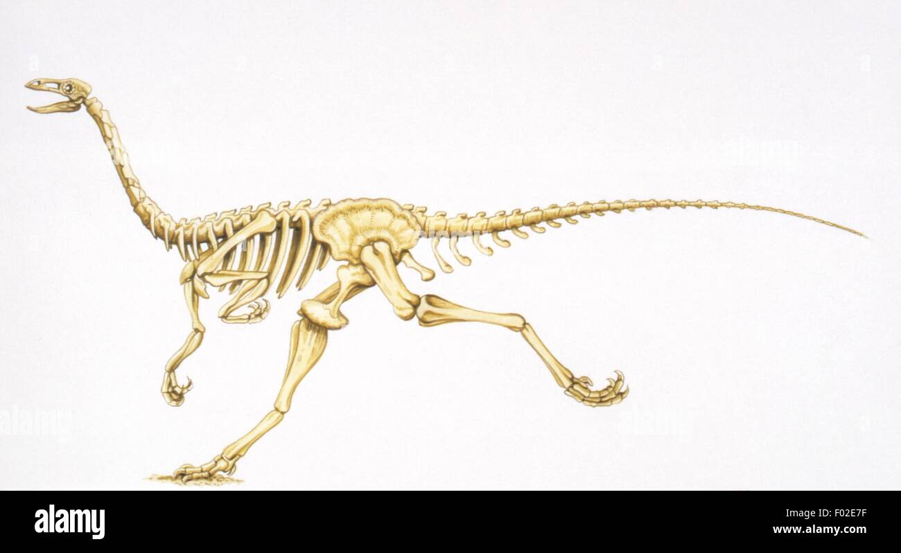 Palaeozoology - Cretaceous period - Dinosaurs - Archaeornithomimus ...
