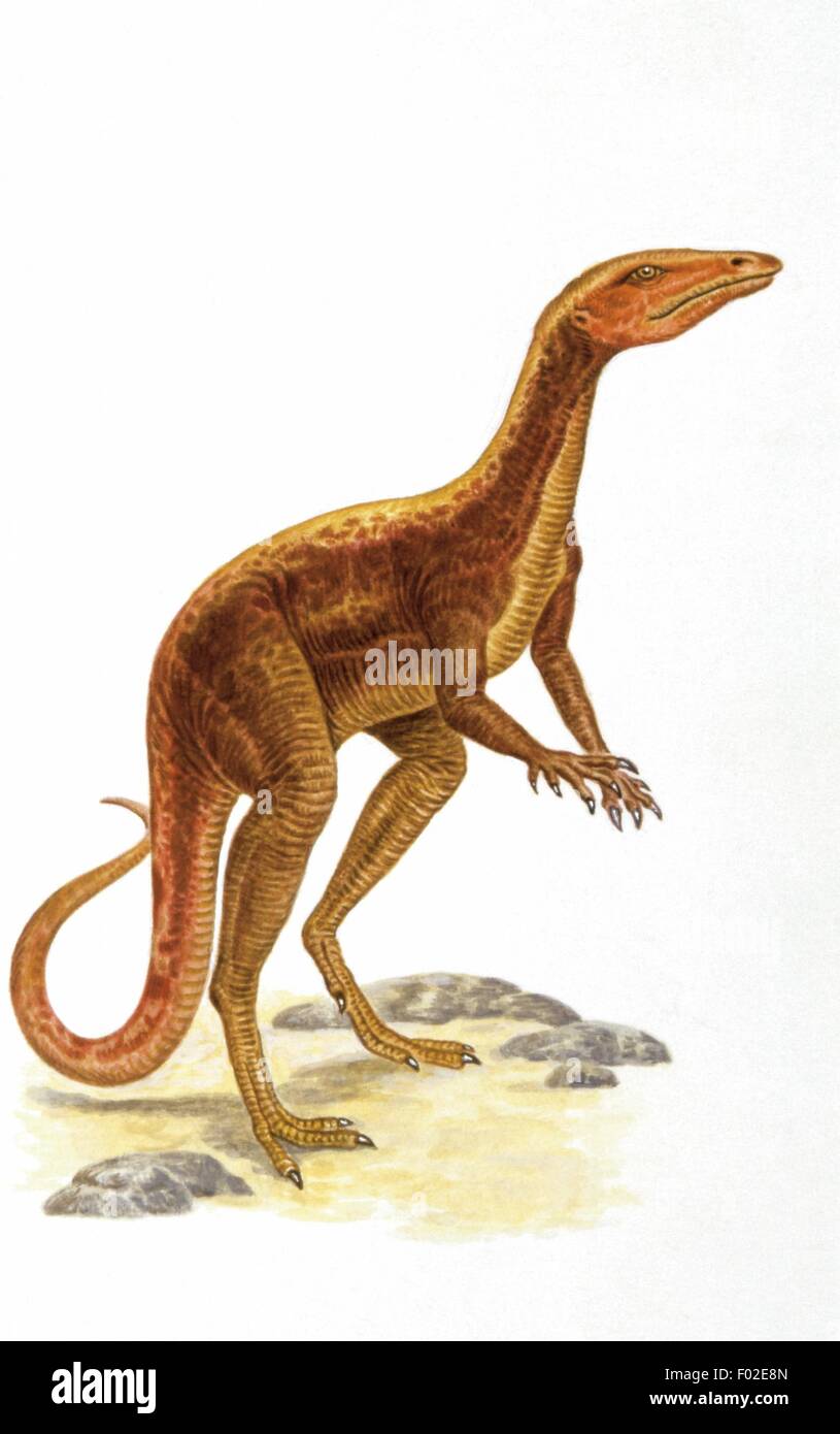 Palaeozoology - Triassic period - Dinosaurs - Lagosuchus - Art work Stock Photo