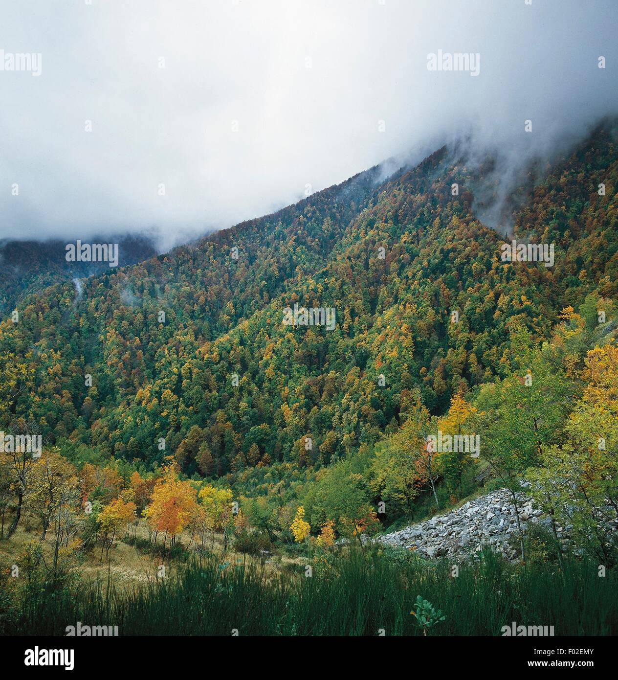Deep valley, lowhanging clouds, Foreste Casentinesi, Monte Falterona, Campigna National Park