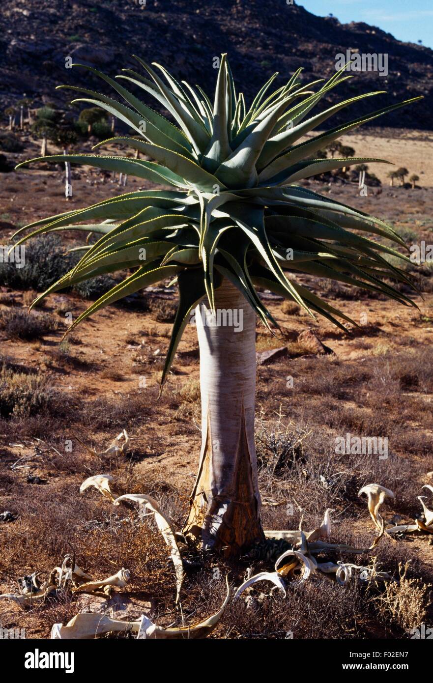 Giant Quiver Tree or Bastard Quiver Tree (Aloe pillansii), Goegap ...