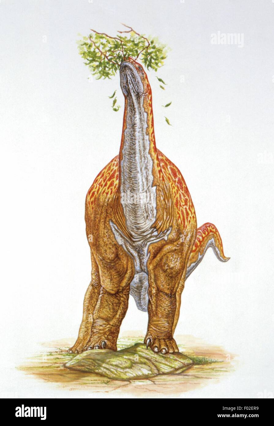 Palaeozoology - Jurassic period - Dinosaurs - Sauropod - Art work Stock Photo
