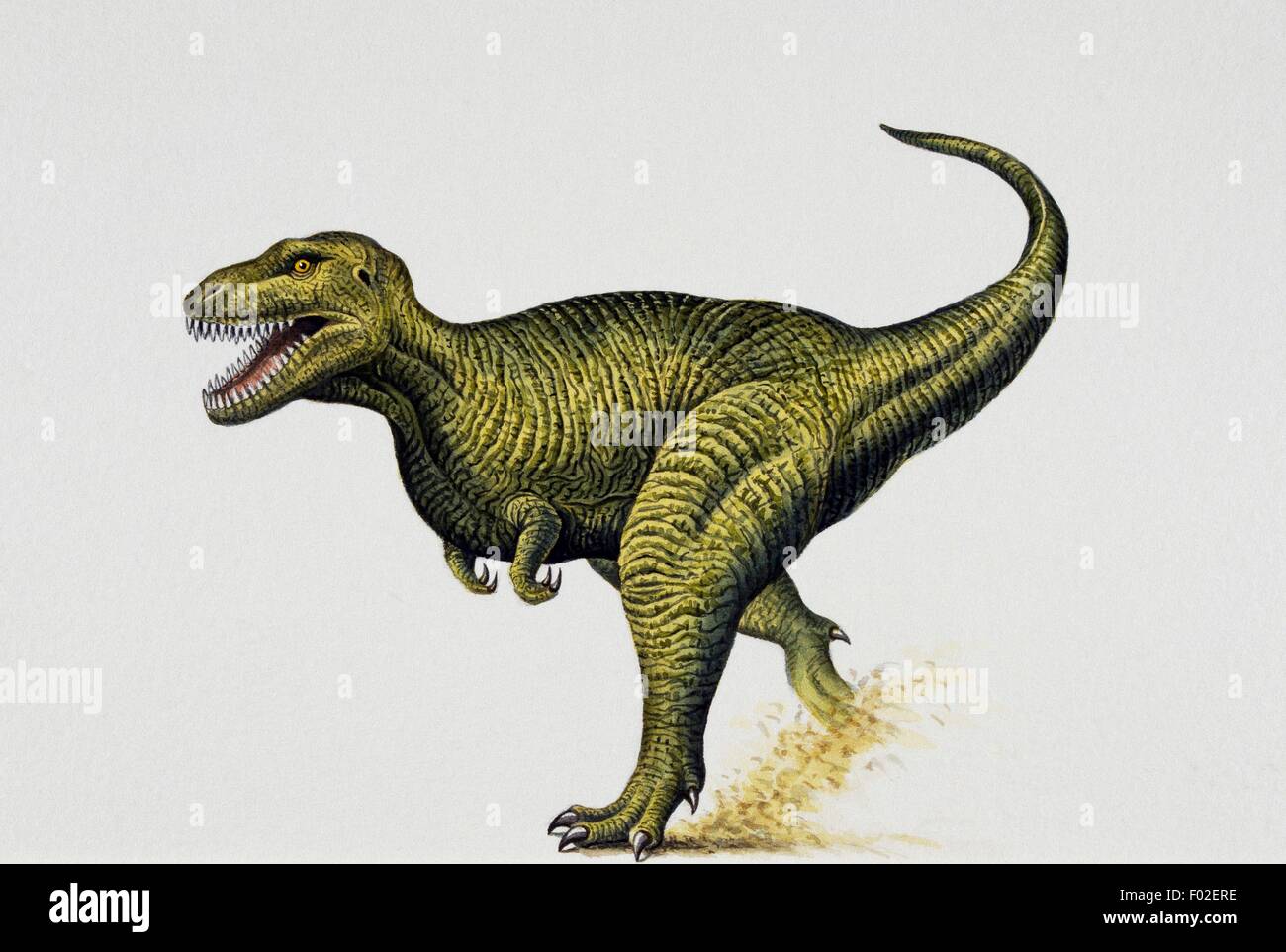 T Rex (Tirannosaurus rex), Tyrannosauridae, Late Cretaceous. Illustration. Stock Photo