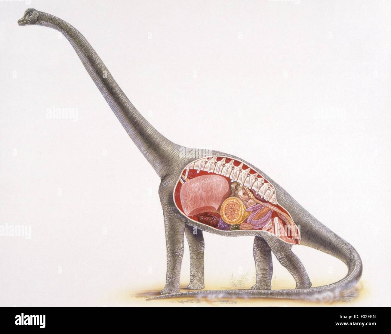 Palaeozoology Jurassic period Dinosaurs Section of a